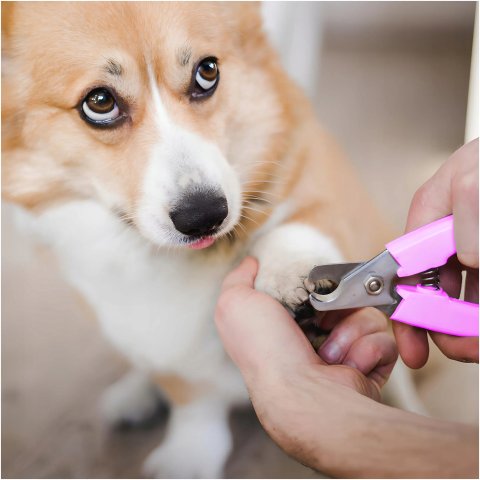 MASZYNKA DO STRZYŻENIA PSÓW PSA KOTA ZWIERZĄT GOLARKA ZESTAW 4 NASADKI