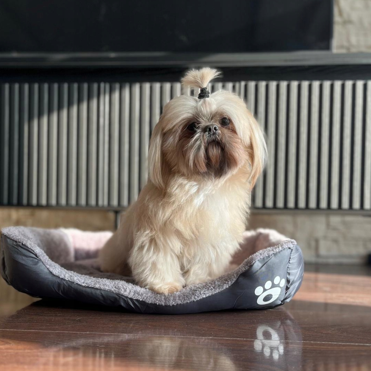 LEGOWISKO DLA PSA KOTA 60x45 XL PODUSZKA SOFA KANAPA KOJEC WODOODPORNY, Materiał bawełna