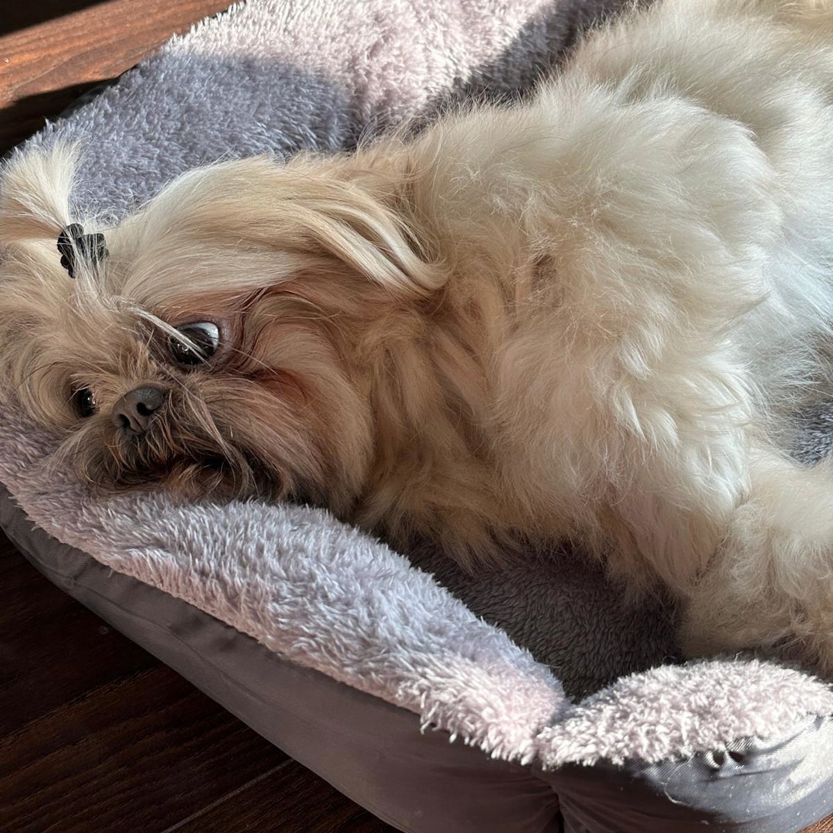 LEGOWISKO DLA PSA KOTA 60x45 XL PODUSZKA SOFA KANAPA KOJEC WODOODPORNY, Rodzaj kanapa