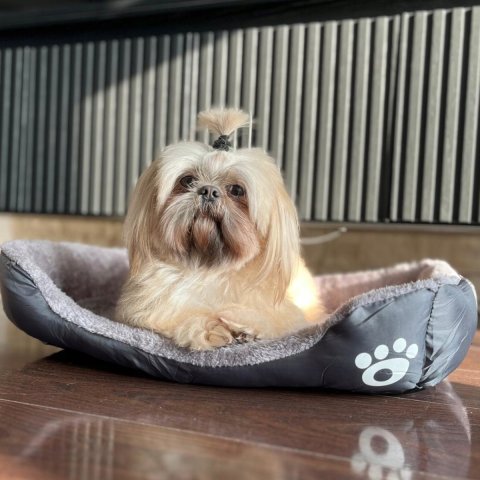 LEGOWISKO DLA PSA KOTA 60x45 XL PODUSZKA SOFA KANAPA KOJEC WODOODPORNY, Rozmiar XXL