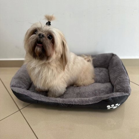 LEGOWISKO DLA PSA KOTA 60x45 XL PODUSZKA SOFA KANAPA KOJEC WODOODPORNY, Wielkość psa średni pies