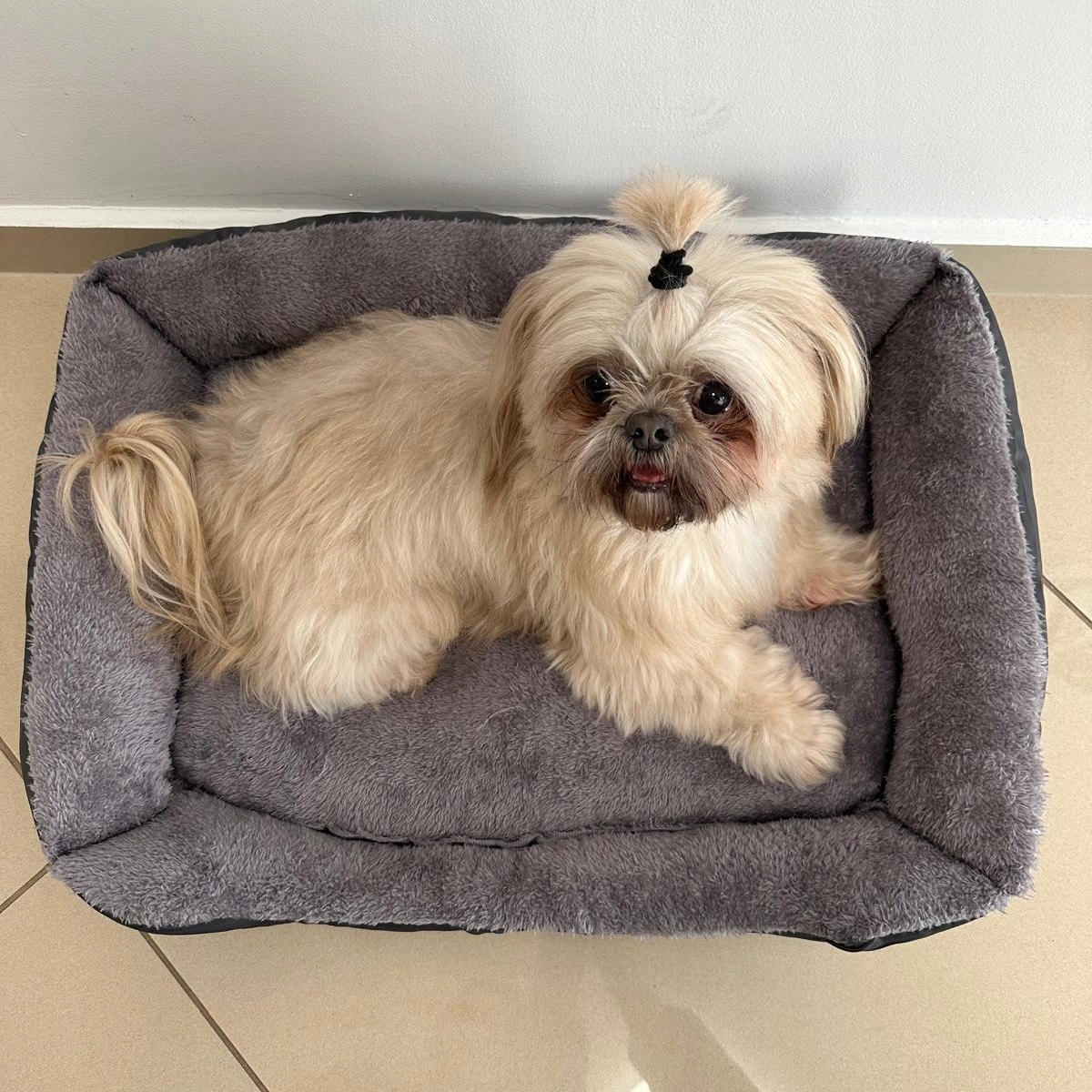 LEGOWISKO DLA PSA KOTA 60x45 XL PODUSZKA SOFA KANAPA KOJEC WODOODPORNY, Wypełnienie pianka